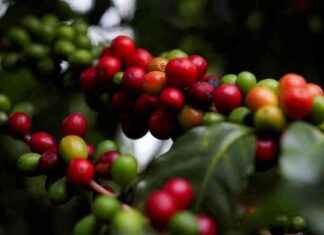 Kahvin hinnan nousu Brasilian kuivuuden takia news-13082024-011806