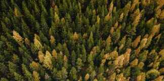 Utvecklare som fokuserar på klimatfrågor kommer att ha gott om arbete i Norra Karelen – Norra Karelen Regional Council news-13082024-013320
