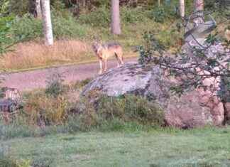 Susi närmar sig husgården – Vittne berättar om nära möte news-13082024-020009