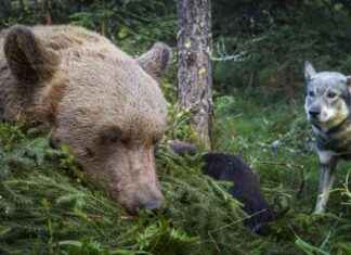 Karhuluvat Lieksassa: Täytäntöönpanokielto – Yle Uutiset news-13082024-020256