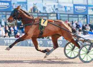 Salama dödade hästen i hagen news-13082024-022604