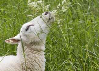 Sinikielitauti löydettiin Tanskan karjasta – ensimmäinen kerta vuodesta 2009 news-13082024-022739