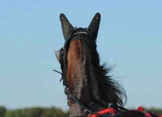 Ravihäst fastnade och vände på rygg i vattenfåra i Ruovesi news-14082024-114532