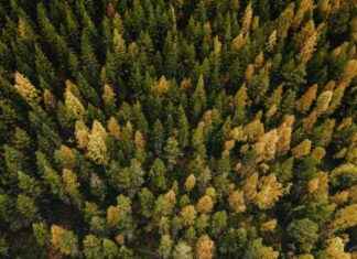 Utvecklare som fokuserar på klimatfrågor kommer att ha gott om arbete i Norra Karelen – Norra Karelen regionförbund news-16082024-081436