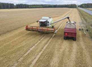 Ruotsin viljasato kasvaa 25%:lla – ennuste lupaa voimakasta kasvua news-16082024-141430