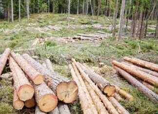 5 viktiga nyheter för skogsägare: Puaffären ökar, färre köper skog med lån, transportsektorn kräver regelbrytning news-17082024-081911