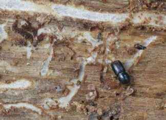 Innovativa lösningar för att skydda skogarnas hälsa – förebygga skador som i Centrala Europa och Sverige news-17082024-142110