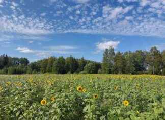 Hämta blommor från kommunens blomsterängar news-21082024-190528