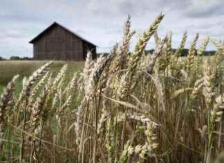 Helgens väderprognos: Ostadigt och blåsigt väder – nästa vecka blir det mer uppehållsamt news-24082024-104716