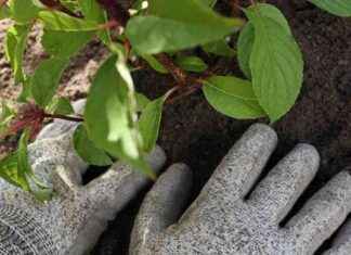 Bästa tiden för plantering är nu – missa inte den optimala tidpunkten news-24082024-224823