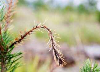 Mysteriet bakom skogsplågen i Rovaniemi – Lapin Kansa undersöker orsakerna news-27082024-230329
