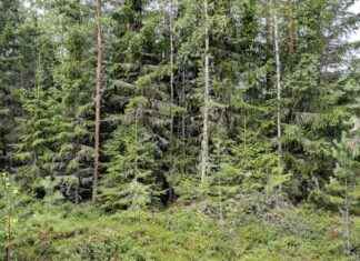 Metsävähennyksen korotus viivästyy – suojelurahoitusta luvataan lisää news-03092024-233725