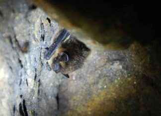 Farligt samband mellan insektsmedel och spädbarnsdödsfall upptäckt news-10092024-062942