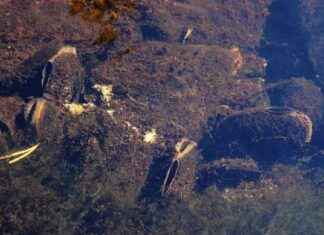 Naturskyddsföreningar kräver lagstadgade 50 meters skyddszoner för råvattenströmmar news-10092024-205407