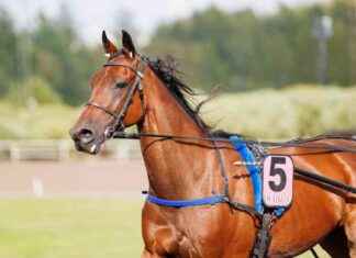 Speltips: Två säkra val för Forssan 75 varv news-13092024-110203