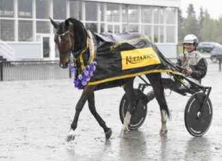 Vinnaren av Tammavaltikassa – Velvet Gold imponerar igen news-14092024-210305