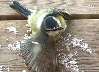 Förhindra fågelkollisioner med dessa metoder – effekten av falkklistermärken. news-15092024-011011