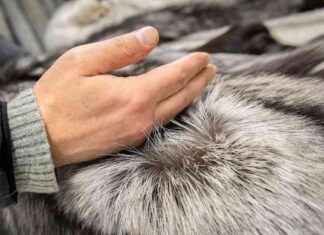 Förbud mot försäljning av pälsar krävs av SDP för att stödja pälsproducenter som vill sluta news-15092024-131538