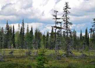 Skapandet av skogsordlistor fortsatte till vattenfyllda marker – skogsbrukets och botanikens termer äntligen sammankopplade news-15092024-172111