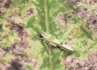 Nya skadedjur angriper syrénbladen – Hur du skyddar dina växter news-16092024-052827