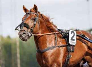 Evartti tähtää ykkössijaan rahatilastossa – Päivän ravit news-16092024-092945