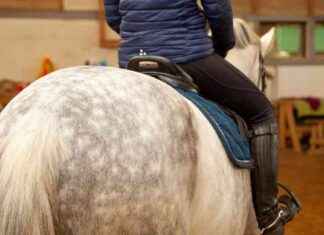 Effekten av ryttarens proportioner på hästens välbefinnande – Öppen enkätundersökning online fram till slutet av oktober news-29092024-130211