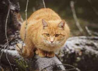 Hat mot lösa katter är lika meningslöst som rasism – sanningen om rykten om en kattskytt news-03102024-002801