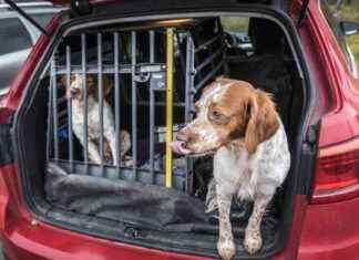 Säkra bilresor för hunden – undvik farliga nödbromsningar news-04102024-211608