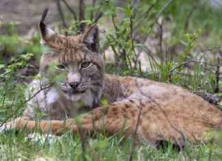 Video: Ilvinnor enskilda i farliga vatten news-05102024-212645