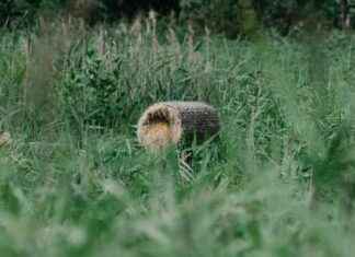 Fågelvänliga insatser ger Finland berömmelse och ära news-06102024-033004