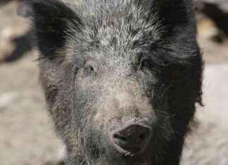 Vildsvin ränner över vägen i Vaalimaa: Se den imponerande videon nu news-06102024-093237