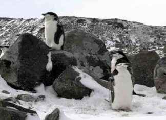 Ljusvariationer från mörker till midnattssol upprätthåller mångfalden hos organismer news-06102024-213456