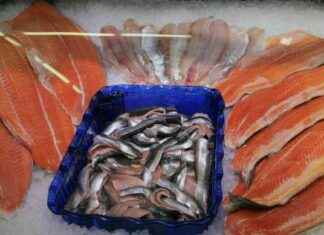 Lagstiftningen kan försvåra fiske av kyttinglax vid Tenojoki – vad det innebär för nästa sommar news-07102024-033608