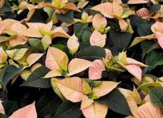 Svenskans stjärna: Vad är höststjärnan och varför älskar finländarna den så mycket? news-07102024-213953