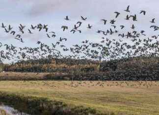 Valkoposkihanhien päämuutto lähestyy loppuaan – ”Vain rippeet jäljellä” news-10102024-064203