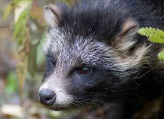 Användning av drönare för att övervaka situationen med minkar i vassfälten fortskrider – upptäckning av invasiva arter med drönare. news-12102024-005326