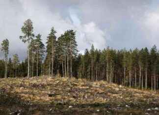 Priserna på skogen steg inte trots slutet på nollräntorna – orsaken till stoppet av träimporten från Ryssland news-12102024-130011