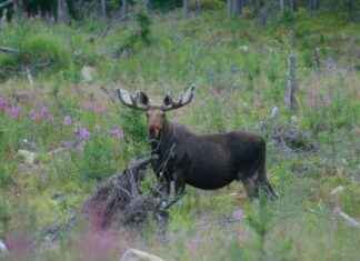 Jägare anfallen av skjuten hjort – snabbt och överraskande. news-16102024-142741