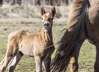 Apurahaa Erkki Rajakosken rahastosta – Hakeminen ja kriteerit news-16102024-202856