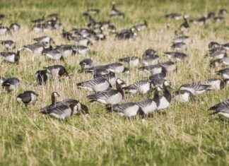 Långsam avgång för vitkindade gäss från Finland – ingen speciell migrationstid på grund av minskad mat eller kallt väder och snö news-17102024-083052