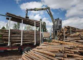5 viktiga nyheter för skogsägare: Björkar anpassade till strålning, grenar glömdes i kolräkningen news-19102024-085602