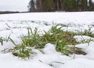 Så här skyddar du dina grödor mot snömögel – experttips news-20102024-085945