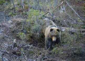 Karhuattacker mot pojk på älgjakt i Sverige – fadern sköt björnen i sista stund news-21102024-151323