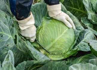 Fördelar och nackdelar med invasiva arter i Finland: Hur de påverkar vår matförsörjning news-23102024-032247