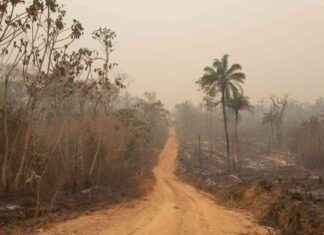 Amazonas regnskog brinner rekordhögt – hotar total förstörelse news-23102024-152417