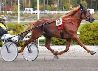 Uppdatering: Varsakunkku-karsinnat och Kasvattajakruunun alkuerä i Seinäjoki news-28102024-101946