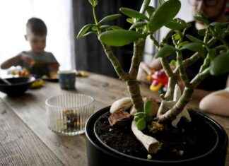 Rapport visar oroande syn på fattigdom i finska barns vardag news-29102024-103121