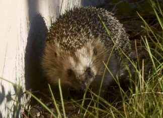Siilin uhanalaisuus: Kansainvälinen määrä vähenemässä news-31102024-074053