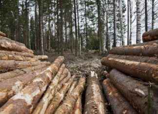 Få bonusar genom att sälja timmer till Metsä Group under vintern news-01112024-181654