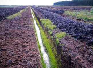 Framgångsrik omvandling av torvmarker till åkermark minskar direkt koldioxidutsläpp – öka avkastningen genom att omvandla torv till jord news-03112024-140821